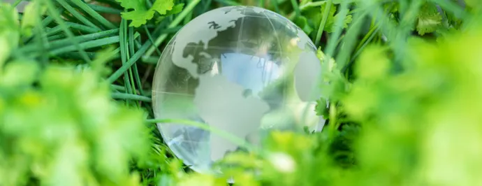 clear globe on grass
