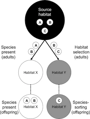 diagram showing adult dragonfly habitat selection