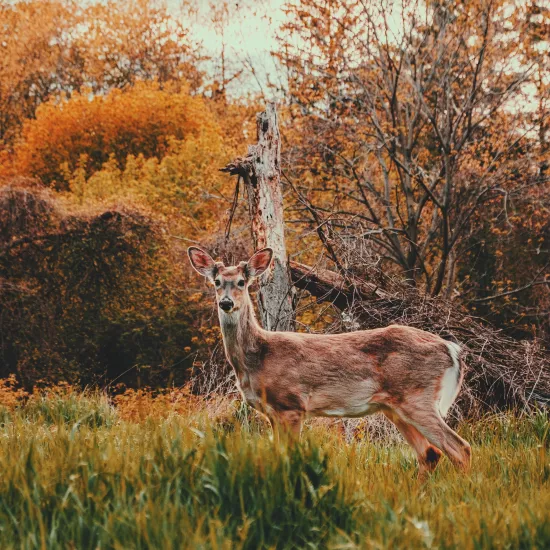 Photo of a deer in a field with fall foliage in the background