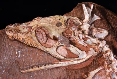 Image of varanopid "pelycosaur" fossil