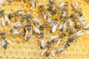 Buckfast bees clustered on honeycomb