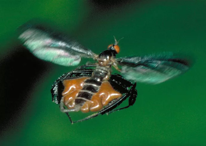 Rhamphomyia longicauda with an inflated abdomen