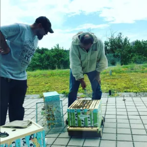 Two men tend to a beehive