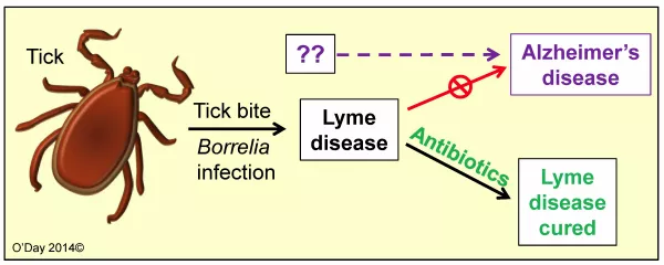 figure showing tick and lack of correlation between Lyme and Alzheimer's disease