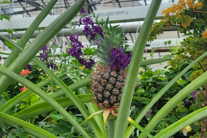 pineapple