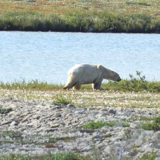 polar bear