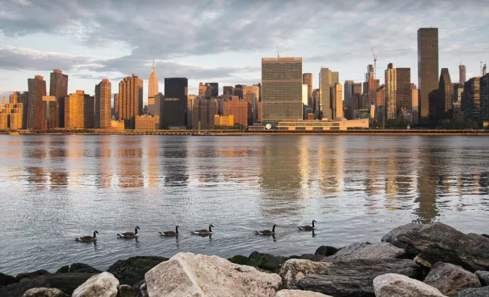 birds in the water with city skyline in the distance