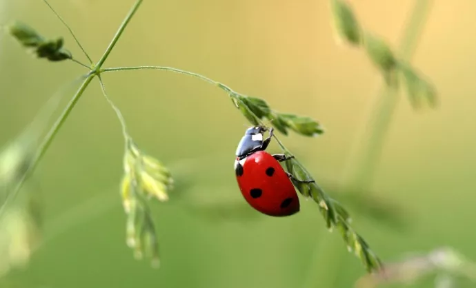 Ladybug