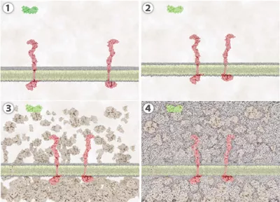 Images of varying animations of proteins moving