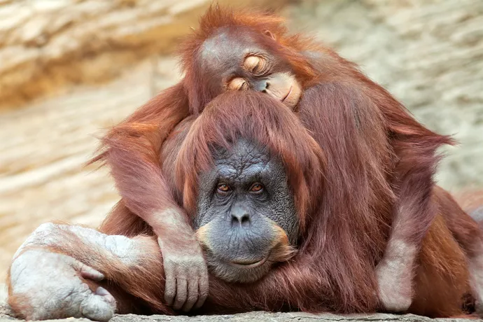 Young orangutan is sleeping on its mother.