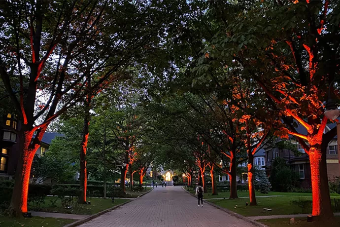 Trees lit up orange lining stone path