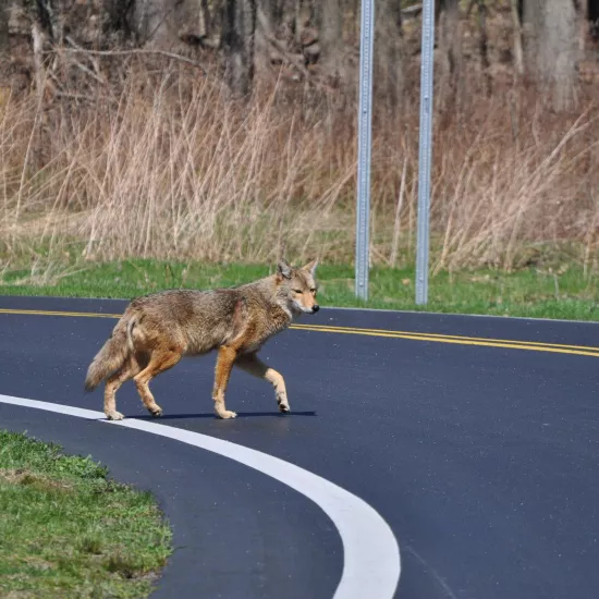 A coyote crossing a road