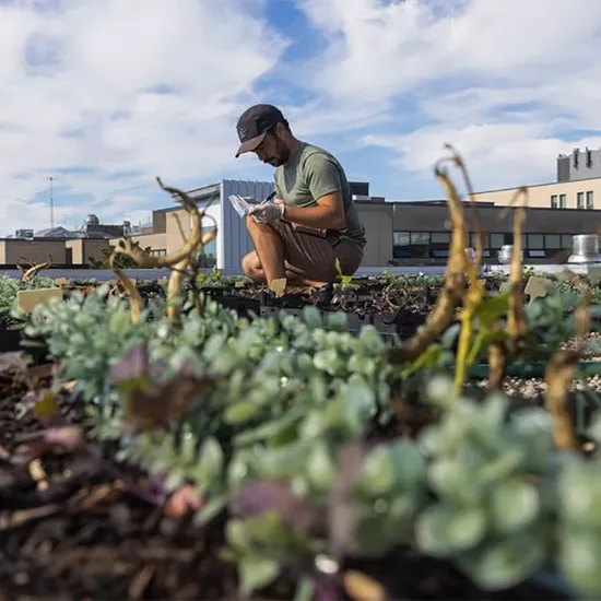 Man kneeling in garden with UTSC buildings behind him.