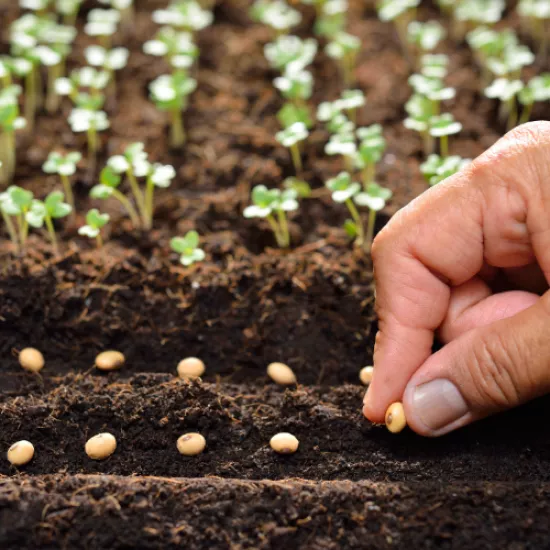 A hand plants seeds in straight rows